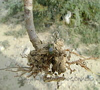 CMP005 Kalanchoe delagoensis.JPG