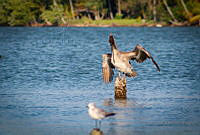 FBA0618 Leucophaeus atricilla, Pelecanus occidentalis.jpg