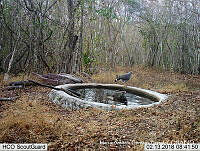 MAGB 0200 Buteo plagiatus.JPG