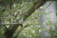 MASM07416 Apodiformes.jpg