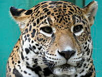 MCS100 Panthera onca.JPG