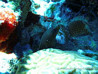 CGG0504 Gymnothorax miliaris.JPG