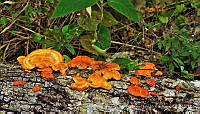 LNHV001 Pycnoporus sanguineus.jpg