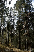 MASM02885 Ocampo, Michoacán.jpg