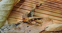 LBL0102 Encoptolophus fuliginosus.jpg