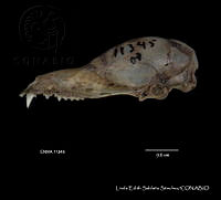 LESS 0032 Leptonycteris yerbabuenae.JPG