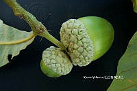 ME010 KV 01111 Quercus glabrescens Benth., 1840_.JPG