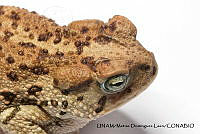 PJ016 0258 Incilius perplexus.JPG