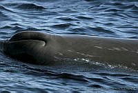 CNS0835 Physeter macrocephalus.jpg