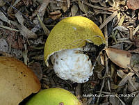 MRG-2018-1447 Crescentia alata (MRG-11abr18-g).JPG