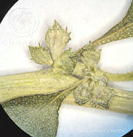 SL2680 Atriplex suberecta.jpg