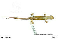 ME006 herp SCLC 0262 Bolitoglossa rostrata - (Brocchi, 1883).jpg