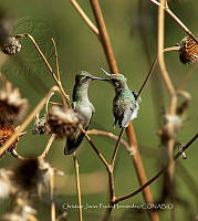 CJPH 001 Cynanthus latirostris.jpg