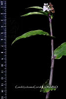 Zongo 0351 Tripogandra serrulata.jpg
