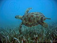 HBB0165 Chelonia mydas.jpg