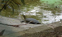 NE017 038 Trachemys venusta.jpg