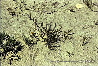 1254 Plantae.jpg