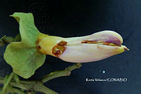 ME010 KV 01254 Amphilophium paniculatum.JPG