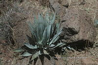 PNQ 0050 Agave shrevei.jpg