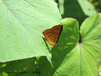 ADJ0496 Emesis tenedia.jpg