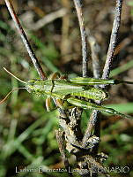 LBL0047 Campylacantha olivacea ssp. olivacea.jpg