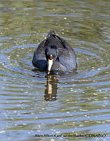 AAKVDH 0386 Fulica americana.JPG