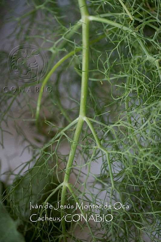 IMDOC3980%20Foeniculum%20vulgare.jpg.nyeK7PT9MemHtY1jQA3g0JtbmFja29CbnFuZ3NAbXJ6LGtwZwA.3M5hDAbR6T