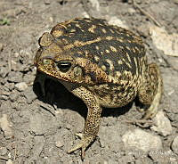 RCF0038 Rhinella marina.jpg