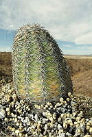 LPO02 Echinocereus pectinatus ssp. wenigeri.jpg