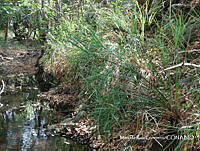 MRG-2017-81 Cyperus canus (MEGA-30jun17-b).JPG