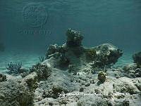 SAFA0115 Madracis decactis.JPG