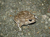 LCMHP013-141 Spea multiplicata.jpg