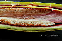 Yolox 924 Philodendron hederaceum.jpg