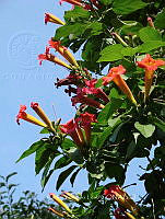 CGL4800 Campsis radicans.jpg