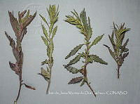 IMDOC4479 Dysphania ambrosioides.jpg