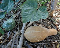 RG055 0171 Curcubita moschata.JPG