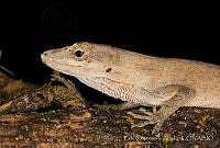 ECA0156 Anolis microlepidotus.jpg
