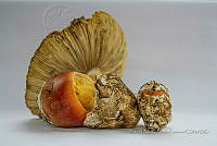 ZAPF 0646 Amanita muscaria giesspwii.jpg