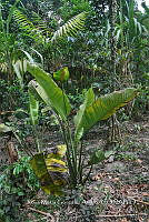 SG019 0371 Spathiphyllum cochlearispathum.jpg