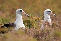 JRRO0506 Phoebastria immutabilis.jpg