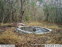 MAGB 0206 Buteo plagiatus.JPG