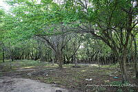 LH002 hum 0260 Haematoxylum campechianum.JPG