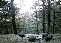 RHLFQ016-16 Meleagris gallopavo.jpg