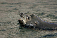 CNS1074 Zalophus californianus.jpg