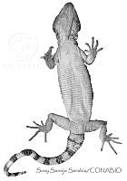 SSS0006 Xenosaurus rectocollaris.JPG