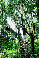 FGM2274 Beaucarnea recurvata.JPG