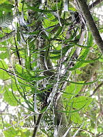 JF092 1378 Chamaedorea elatior.jpg