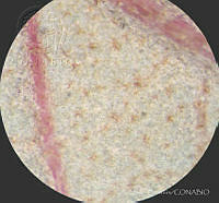 SL3435 Clethra hartwegii.jpg