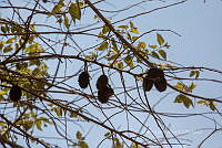 CGL5274 Guazuma ulmifolia.jpg