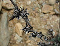 OTV2829 Echeveria sp..jpg